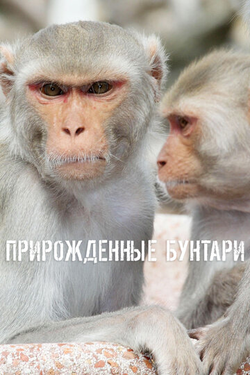 Смотреть Прирождённые бунтари онлайн в HD качестве 720p