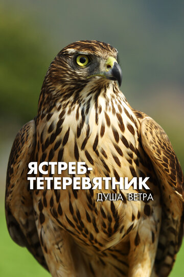 Постер Ястреб-тетеревятник. Душа ветра фильм 2009 смотреть онлайн бесплатно в хорошем качестве - HDrezka.by
