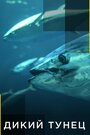Смотреть Дикий тунец на хдрезка онлайн в HD качестве 720p