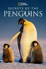 Смотреть Секреты пингвинов онлайн в HD качестве 720p