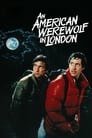 Смотреть Американский оборотень в Лондоне на хдрезка онлайн в HD качестве 720p