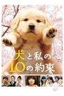 Смотреть 10 обещаний моей собаке на хдрезка онлайн в HD качестве 720p